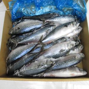 frozen mackerel - poissons -300 gm up / fish---production- ishinommaki (north of japan)---quantity- 3, 300 cartons(abt 49.5mt)---packing- 15kg carton box 