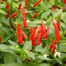 PIMENT BEC D'OISEAU EN STOCK  - fruits et légumes fields peppers beak on clearance --  we are an ivorian logging company approved by the ivorian state seeking asian,  european and america partners to operate fields peppers beak for export to the outside.