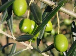 vente huile d'olive biologique - huiles bonjour.nous avons à la recherche des clients ou partenaires pour l'exportation de 15000 litres de huile d'olive bio extra vierge, certifié.si vous etes intéressé merci de nous contacter