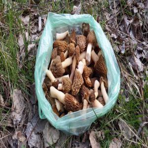 Morilles sechees  -  - champignon levure morilles conica,  et morilles rotunda ,  verpes des bohemie .nous recherchons des client ou distributeurs pour la prochaine recolte de plusieurs centaines de kg. attente sur l'offre.