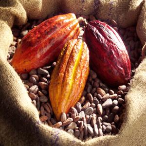  cacao à vendre - café cacao thé nous vous proposons des fèves de cacao d’excellente qualité avec possibilité de contrat annuelle,  mode de paiement très souple,  quantités et qualités selon vos exigences et bien sur avec un prix très concurrentiel,  pour plus d’informations,  n’hé