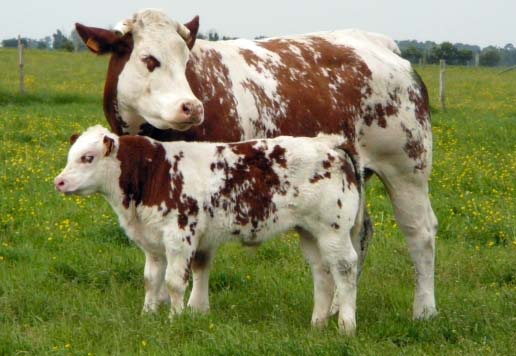  des veaux d engraissement et vaches laitier au M - animaux vivants salut je suis un fournisseur négociant francais je cherche des clients sérieux qui vont acheté des génisses plein et veaux d engraissement. et je vous garanti une bonne partenariat a cause de bonne marchandises.et races sélectioner. merci de contacté mon ass