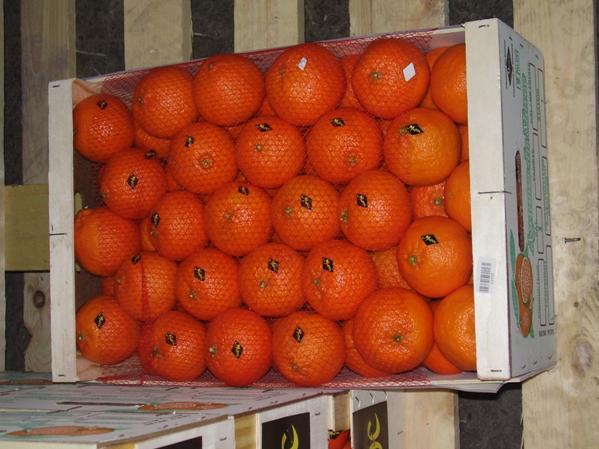 CLEMENTINE MAROCAINE  - fruits et légumes clementine maroc pour export calibre 3--box 10 kg,  117 coli/ pallette,  2405 colis/conteneur--prix fob agadir maroc - 900 $ la tonne