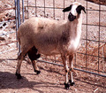 moutons vivants , de veau et de la viande de mout - animaux vivants nous sommes le premier exportateur d'animaux vivants en thaïlande nous exportons meilleurs animaux de qualité dans des prix compétitifs ,  ayant plus de 30 ans d'expérience .----nous fournissons des moutons vivants ,  agneau vivant ,  et caprins vivants ,  et les bovins ( bouvillons