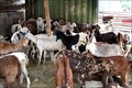 bouc vivant - animaux vivants nous sommes le premier exportateur d'animaux vivants en thaïlande nous exportons meilleurs animaux de qualité dans des prix compétitifs ,  ayant plus de 30 ans d'expérience .----nous fournissons des moutons vivants ,  agneau vivant ,  et caprins vivants ,  et les bovins ( bouvillons