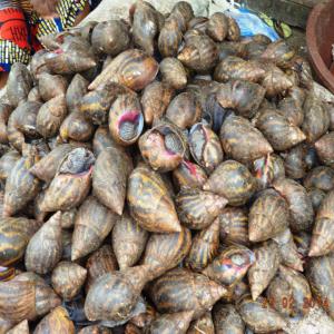 Escargot Géant de Côte d'Ivoire  - animaux vivants nous disposons d'escargot géant de côte d'ivoire ayant grandi à l’état naturel.  nous pouvons vous fournir la quantité que vous désirez. nous ne prenons pas en charge le transport.