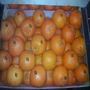 CLEMENTINE NOUR AGADIR  - fruits et légumes clementine nour  maroc pour export calibre 3 box 10 kg,  117 coli/ pallette,  2405 colis/conteneur prix fob agadir maroc - --- box 10 kg,  117 coli/ pallette,  2405 colis/conteneur--- 10 tc 