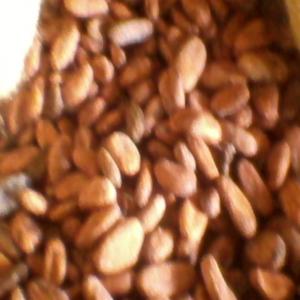 vente de cacaco grade 1 et 2 - café cacao thé nous vous proposons du très bon cacao grade 1 et 2 à de très bon prix contactez nous rapidement car les clients se bousculent en ce moment