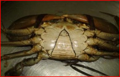 Crabe vivant Madagascar - coquillage crustacé recherche client crabes vivants de madagascar. la--nouvelle saison commence et nous aimerions ainsi travailler avec vous pour cette année.ci-après nos possibilité---- début d'exportation-mars 2015--- quantité- 1 tonne/semaine--- qualité- 400 gr/pièce 