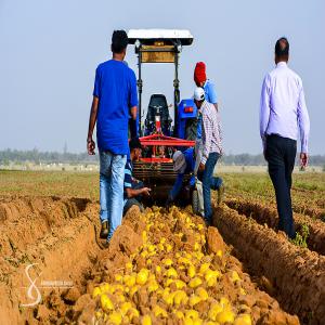  pomme de terre à vendre stock 10 000 tonnes - fruits et légumes les intéressé doit prévoir leur propre logistique pour transporter leur marchandise. sur ceux la période de récole est prévu en début février autrement dit durant la première quinzaine du mois de février