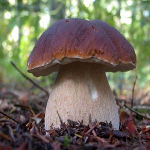 CHAMPIGNONS SECS (cèpes,girolles, etc..) - champignon levure toutes varietes de champignons secs vous recherchez des champignons secs …alors contactez mois pour des cèpes (3 qualités distinctes) ,  des girolles ,  des morilles,  des trompettes ,  des mousserons, de l'amanite des césars----au kilo,  a la tonne en fonction de vos besoins--tarifs 