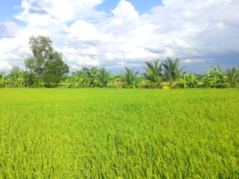 Riz Vietnamien en direct - céréales nous sommes broker en riz vietnamien produit dans le delta du mekong. nous assurons le qc. nous pouvons vous trouvez les meilleurs tarifs. nos prix seront toujours un peu en dessous du cours mondial du jour. nous vous proposons le riz en vrac (sac 50kg)  ou emballé en sachet (en woven pp) &ag