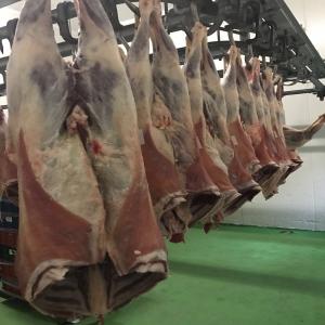 Viande d'agneau halal - viandes et oeufs carcasse d'agneaux sacrifies halal,   races merinos ( ratio viande/graisse 4-1) tsurcana (3-1) et tsigaie (2-1) principalement. la viande est certifiee halal,  je peux aussi envoyer des photos de l'abattoir et de la ferme d'agneaux. je suis a votre disposition pour toute autre info utile. 