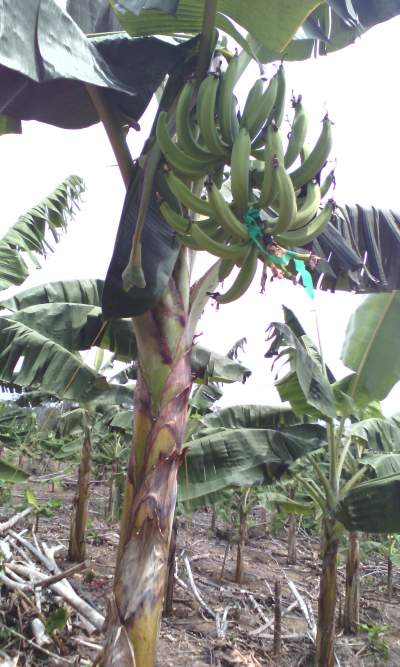 Plantains à vendre à Douala au Cameroun - fruits et légumes les régimes de plantain sont déjà disponibles.la production sera continue et indépendante de la saison car la plantation est entièrement irriguée. on aimerait avoir des clients prets à signer des contrats d'achat sur une ou plusieurs années. je