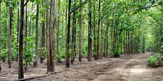 BOIS DE TECK A VENDRE - bois charbon fibre nous recherchons des clients pour l'achat de 5000 pieds de bois de teck. il y a aussi des plantation de plus de 8 ans en vente.