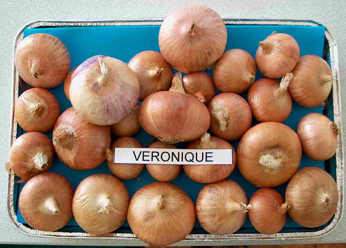 Semence Oignon variété Véronique - semence graine plant disponible en quantité.--semences oignon (allium cepa) variété véronique (rouge de chateauvieux),  produite à la réunion selon les normes d'agréages et de qualités françaises et européennes.--oignon de jours courts, forme aplatie,  c