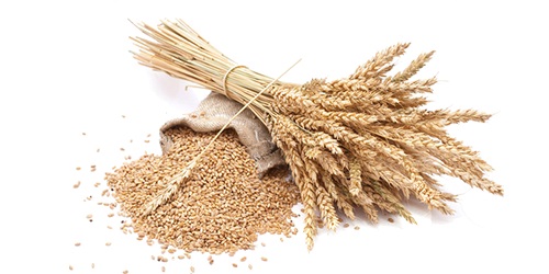 Grains Cereals and Oilseeds - cereals we source,  trade and export the highest quality grains,  cereals and oilseeds worldwide,  including grains (sunflower seeds,  sesame seeds,  flax seeds,  mustard seeds,  millet,  canola seeds,  corn),  cereals (rice,  wheat,  barley,  oats).----we are directly working with world’s top agricultural producers to 