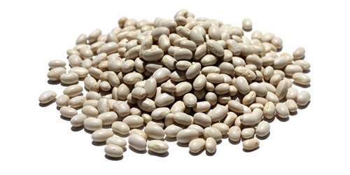 Navy Beans - starchy navy bean or haricot bean is a variety of common beans. it is commonly known as the  navy bean  due to its use as a staple of united states navy rations in the 19th century. we source,  trade and export the highest quality navy beans worldwide. we are directly working with world’s top agricultural pr