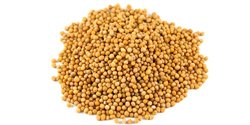 Mustard Seeds - aromatic spices mustard seeds are the small round seeds of various mustard plants. mustard seeds may be colored from yellowish white to black. contact us with your mustard seed request,  and our representatives will assist you in obtaining the quantities you need! we source,  trade and export the highest quality must