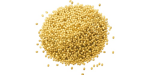 Millet - starchy a small,  round grain,  millets are used in cereal,  beer brewing,  and various other types of cuisine. we source,  trade and export the highest quality millet worldwide. we are directly working with world’s top agricultural producers to fulfill all your requirements at competitive prices. we pride ourse