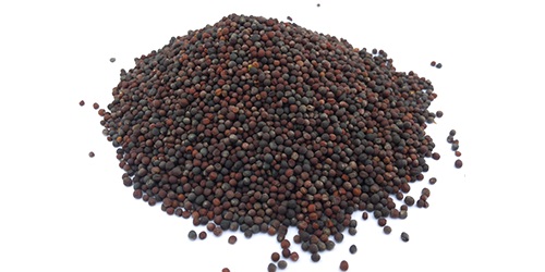 Canola Seeds - cereals we source canola (rapeseed)in various quantities. we have market experts who study trends and can always find you the best price for your procurement. we source,  trade and export the highest quality canola seeds worldwide. we are directly working with world’s top agricultural producers to fulfill al