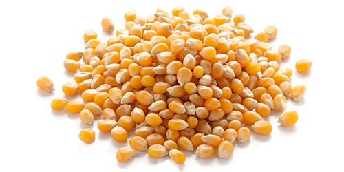 Corn from Canada/USA - cereals corn is an inexpensive grain that many bird enthusiasts provide for birds. whole corn is a favorite of wild turkeys,  ducks,  and other fowl. we source,  trade and export the highest quality corn worldwide. we are directly working with world’s top agricultural producers to fulfill all your requirements