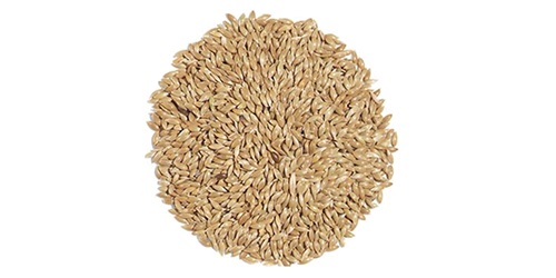 Canary Seeds - feed canary seeds are shiny brown. the seed is used as bird food and is generally mixed with rapeseed and other seeds. it should be kept in a dry place and away from vermin. industrially,  a flour made from seed is employed in the manufacture of fine cotton goods and silk stuffs. we source,  trade and expo