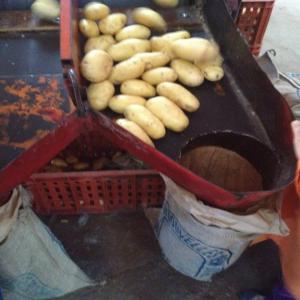 Pomme de terre Marocaine  - fruits et légumes je dispose de 1500 tonnes de pomme de terre de bonne qualité avec un très bon prix ----je suis a votre disposition 