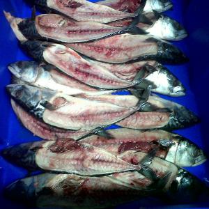 mackerel frames - fish we offer mackerel frames,  large sizes,  obtained after filleting whole round fish,  excellent quality,  suitable for human food,  processing into soups,  extract,  etc,  or bait