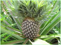 ananas frais du jour - fruits et légumes nous sommes une entreprise beninoise exportant d'ananas frais . nous vous proposons nos meilleurs offres  si vous etes interressés  contactez nous afin d'etre programme a tant--nous vous rassurons de la qualité de nos produit et de la disponibilité. nous avons une force de react