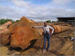 Exportation et exploitation de bois - Industrie exploitation nous recherchons les acheteurs de bois où exploitants de bois  tels que le bubenga,  le sapelli, le sipo, le siroko, afromosia, ayous, badi, doussié, iriko, moabi,  etc a meme temps nous recherchons les partenaires pour exploitation de foret dans la sanaga-maritime localité forestitiére d