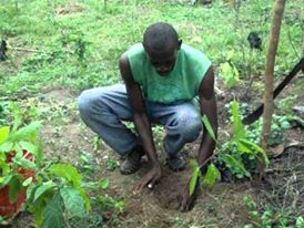 Défrichage,Trouaison,piquetage,planting, entretie - Industrie exploitation  entreprise citoyenne qui offre au monde entier une main d’œuvre dynamique ,  consciente et qualifiée dans les domaines agricoles-défrichage,  trouaison, piquetage, planting et entretien .--notre objectif est de promouvoir les emplois et combattre le chômage en milieu jeune de 