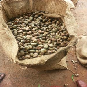 Noix d'anacades à vendre avec un kol de 48 plus. - fruits et légumes nous vendons de noix d'anacades de très bonne qualité en quantité illimitée.--nous disposons de plus de 50.000 tonnes chaque saison et de plus de 50 kol.--nous allons accepter un contrat à long terme sur une longue période.--nos noix d'anacades sont d'origin