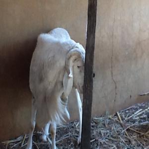 Vente Mouton de Race Balami du Niger - animaux vivants nous élevons pour la vente des mouton de race balami du niger,  une race à fort potentiel en viande et très appréciée ici,  et dans toute la sous région  ouest africaine.--sommes disposes à étudier vos éventuelles demandes afin de vous pro