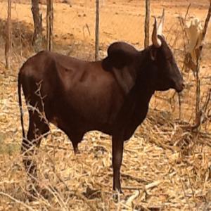 Vente Bovins de Race Azawak du Niger - animaux vivants nous élevons pour la vente des bovins de race azawak + autres races locales du niger et de la sous région.----nous contacter en cas de besoins,  des tarifs intéressants vous seront proposé.----cordialement----ferme agro pastorale goroubi