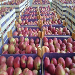 POMME ROUGE , GALA ET GOLDEN - fruits et légumes nous vous proposons des pommes de trés haute qualité d'origines polonaises et de différents calibres --variétés actuellement disponibles sont---gloster 70 +--golden 65 +