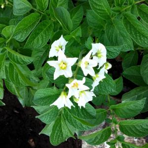 Pomme de terre rouge et blanche - fruits et légumes production pomme de terre rouge(kondor) et blanche (spounta) région doukkala ,  très bonne qualité,  quantité limité,  récolte semaine prochaine,  si intéressé prière de nous contactez pour plus d'infos----