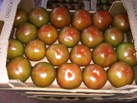 tomato - fruits and vegetables description-----plant indeterminate growth,  vigorous,  with short internodes. fruit large caliber (2-3),  form----slightly flattened and ribbed without green collar,  very firm and long-life. bright red and----homogeneous.----with its many qualities,  calvi has become a reference both in the domestic ma