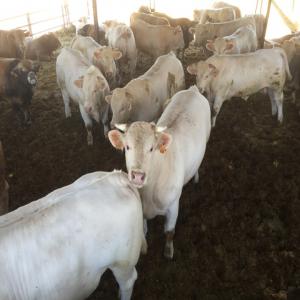 VENTE DE TAURILLONS ET AGNEAUX VIVANTS - animaux vivants vente de bovins taurillons de 550kg /700kg pour abattage charolais et limousin croises qualification e-u. qualité extra.--agneaux de 40kg/55kg merinos et extra finos disponibles 25.000 tetes mâles --