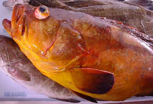 export de poissons frais - poissons bonjour nous sommes dans le domaines dexports de poissons depuis plusieurs annes nous ala recherches de partenaires europeens pour exporter nos produits ttes sortes{merou jaune rascas merou blanc chinchard dorade rouger sol de roche crevettes seches etc veuillez nous contacter directement par email 