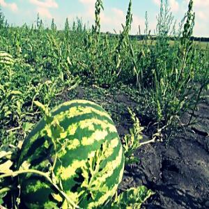 Pastèques et melon - fruits et légumes --nous disposons de pastèques de la tunisie en très bonne qualité,  bien murs et bien sucrés ;--la variété est le farao et santinel ; calibre - 7-18kg--pour plus de détails ,  merci de nous contacter--plus d'information ---.----