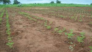 plantation de moringa (2 heactares) - fruits et légumes je cherche un partenaire pour financer un projet de 2 hectares de plantation de moringa qui sera situé au centre ouest de la cote d'ivoire.--moi je fournir les grains et les 2 hectares comme terrain pour la plantation.