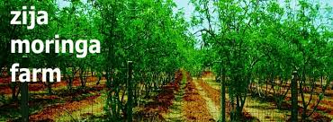 plantation de moringa (2 heactares) - fruits et légumes je cherche un partenaire pour financer un projet de 2 hectares de plantation de moringa qui sera situé au centre ouest de la cote d'ivoire.--moi je fournir les grains et les 2 hectares comme terrain pour la plantation.