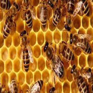 Miel pur d'Atlas  - produits sucrés bonjour , --nous sommes une coopérative apiculture crée par les professionnel d‘apiculteurs’ de la région d’aourir ‘agadir idaoutanan’ dans le cadre de promouvoir les produits de la terroir est surtout le miel ---- miel d’argan - 40 € / kilo--- miel de thym - 70 € / kilo--- miel 