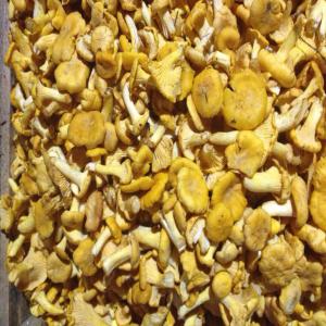 Chanterelles fraiches - champignon levure nous proposons pour une courte période des cibarius frais -----taille - 30% petit - 65% moyen - 5% supérieur à 5cm--prix - 7.50eur en exw bialystok 15-501 (pologne)--quantité - possible jusqu'à 4000kg--1 palette contient environs 260kg