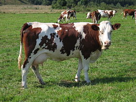 Vaches laitières  - animaux vivants animaux vivants- vaches laitières, --broutards --quantité illimité sur commande--de très bonne qualité --