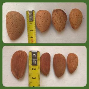  BIO-AMANDES - fruits secs et graines grillées nous sommes des producteurs d'amandes. nous les offrons tant avec des coquillages que sans. nous cherchons des acheteurs sur le territoires d'europe. les amandes sont un produit biologique avec certificat. si vous etes interesses de l'annonce contactez nous. 