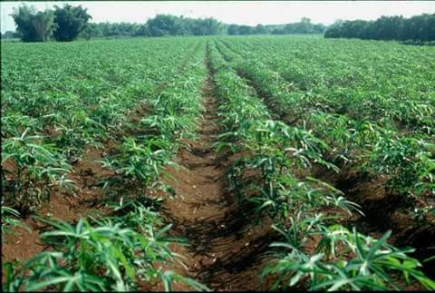 cassava ships - starchy we are a producer of dried cassava( cassava ships) based in tiebissou , ivory coast and we are looking for a regular buyer for a long term contract..don t hesitate to contact us for details