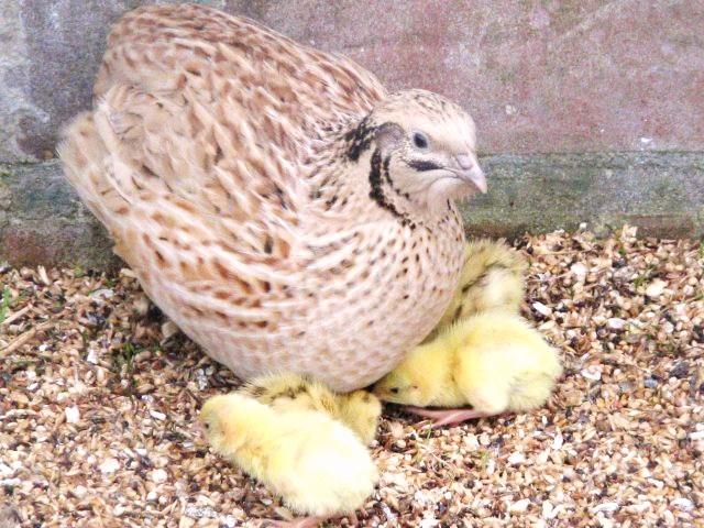 CAILLES VIVANTES - animaux vivants coturnix coturnix japonica souche medium blanche / isabelle / grise----origine france (bretagne) - aliments 100% végétaux,  vitamines et minéraux----poussin d'un jour / caille de 1 à 6 semaines (jusqu’à 400g)