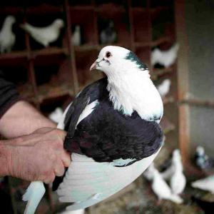 PIGEONS VIVANTS - animaux vivants ubell blanc,  ubell couleur,  king argenté (jusqu'à 600g)----origine - france - bretagne--aliments 100% végétaux,  vitamines et minéraux